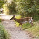 Doe Bay Festival 2011