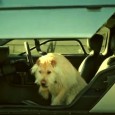 Watch the ‘ruffing awesome’ Macklemore parody ‘Pet Shop’ Pet adoption takes over Thrift Shop